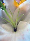 Conservatoire des Jardins et Paysages | HORTICULTURE | Scoop.it