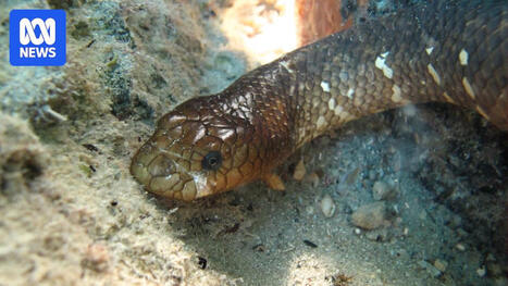 Experts unsure why sea snake deaths are increasing at Shark Bay World Heritage site - ABC News | Operation Deimos | Scoop.it