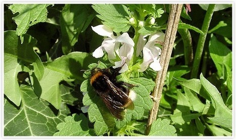 Bourdons, papillons, insectes pollinisateurs : les observations de printemps commencent | Les Colocs du jardin | Scoop.it