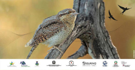 Nouvel atlas des migrations d'oiseaux -  Convention sur la conservation des espèces migratrices appartenant à la faune sauvage | Biodiversité | Scoop.it