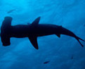 Hammerhead Sharks Have Stereo Vision VIDEO : Discovery News | OUR OCEANS NEED US | Scoop.it