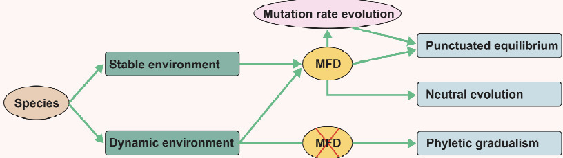 Tempo and mode of gene evolution revealed by th...