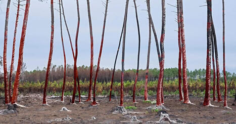 En Gironde et dans les Landes, les parcs naturels r&eacute;gionaux dessinent les contours d&rsquo;un territoire moins vuln&eacute;rable au feu | Incendies Landes-Gironde. Impacts, Aide d'urgence & Solidarit&eacute; | Scoop.it