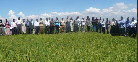 KENYA: System of Rice Intensification in Kenya: Lessons Learnt for Upscaling SRI in Africa | SRI Global News: Nov. 2024 - Jan. 2025  *SRI-Rice  --     System of Rice Intensification | Scoop.it