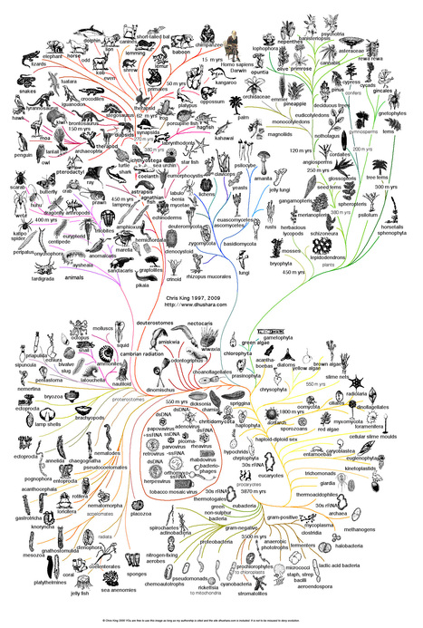 Tracing the genetic pathway from the first Eukaryotes to Homo sapiens | Amazing Science | Scoop.it