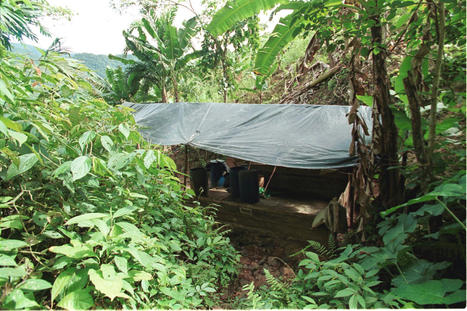 Is the United States Cocaine Habit Destroying the Environment? | World Science Environment Nature News | Scoop.it