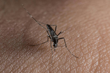 A La Réunion, des cas sévères de dengue désormais toute l’année | EntomoNews | Scoop.it