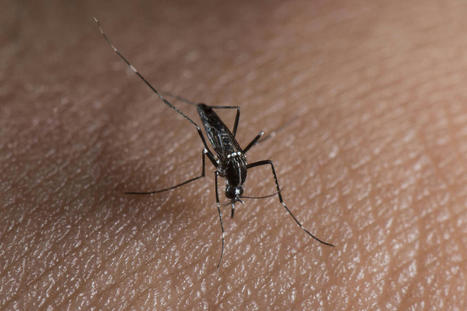 A La Réunion, des cas sévères de dengue désormais toute l’année | EntomoNews | Scoop.it