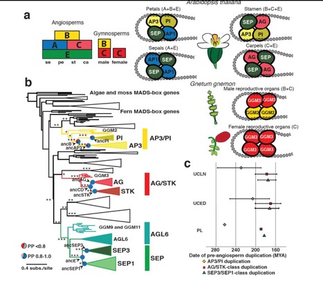 The Origin of Floral Organ Identity Quartets ($) | The Plant Cell | Scoop.it