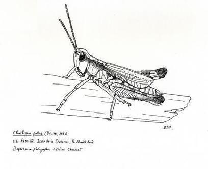 Dossier "Criquets, grillons, sauterelles…" | Le journal du parc | Insect Archive | Scoop.it