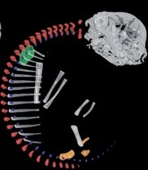 Les vert&egrave;bres cervicales surnum&eacute;raires du&nbsp;paresseux | Caf&eacute; des Sciences | Scoop.it