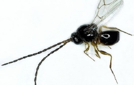 Un hyménoptère identifié pour lutter contre Drosophila suzukii | EntomoNews | Scoop.it