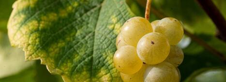 VITICULTURE : Changement climatique : les vignobles européens sont les plus affectés | CIHEAM Press Review | Scoop.it