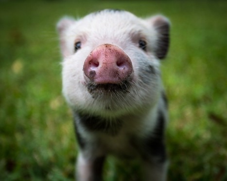 Zygote injection of CRISPR/Cas9 RNA successfully modifies the target gene without delaying blastocyst development or altering the sex ratio in pigs | Animal Models - GEG Tech top picks | Scoop.it