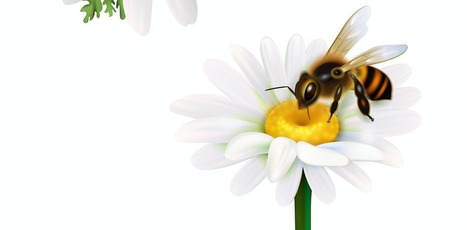 Qu’est-ce qu’un pollinisateur ? | Biodiversité | Scoop.it