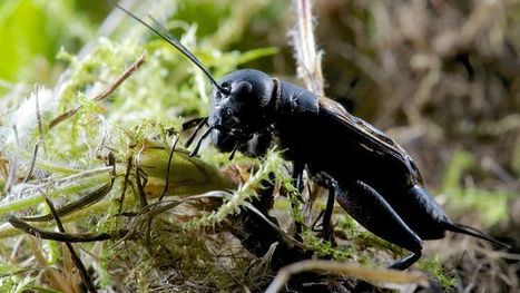 Le grillon champêtre comme symbole de la lutte pour la protection des prairies en Suisse | EntomoNews | Scoop.it