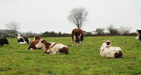 Le croisement s’accompagne de gains de rentabilité | Lait de Normandie... et d'ailleurs | Scoop.it