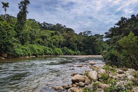 From doom to agency: talking about how to save the Amazon rainforest | RAINFOREST EXPLORER | Scoop.it