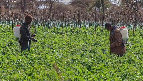 EUROPE : Pesticides cause 400 million farmer poisoning cases a year, study finds&nbsp; | CIHEAM Press Review | Scoop.it