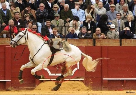 Un caballo destripado, eso es cultura | Caballo, Caballos | Scoop.it