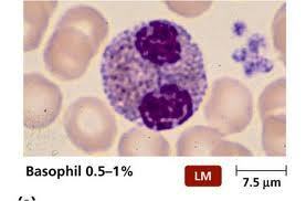 Basophil activation testing | Allergy (and clinical immunology) | Scoop.it