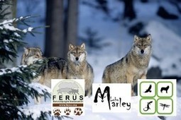 Une Alliance européenne pour la conservation du loup ! | FERUS | Pastoralisme Ours Loups Lynx | Scoop.it