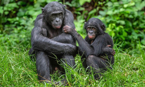 Bonobos and chimps express empathy much like humans | Empathy Movement Magazine | Scoop.it