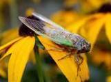 Cicada Wing Surface Biomimicry Could Lead to Anti-bacterial Surfaces | Biomimicry | Scoop.it