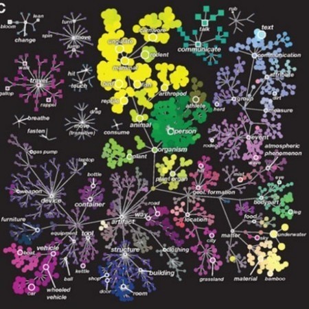 New research & maps provide a detailed look at how the brain organizes visual information | Practical Networked Leadership Skills | Scoop.it