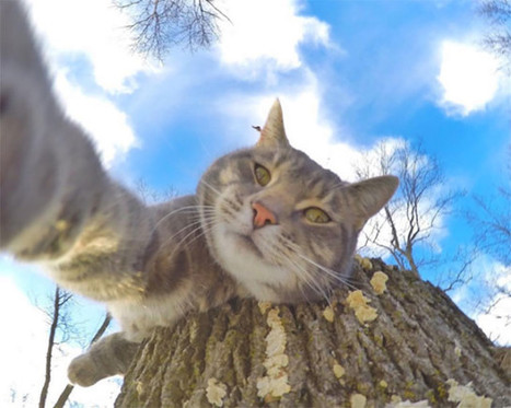 Ce chat prend de meilleurs selfies que la plupart des gens ! | Trollface , meme et humour 2.0 | Scoop.it