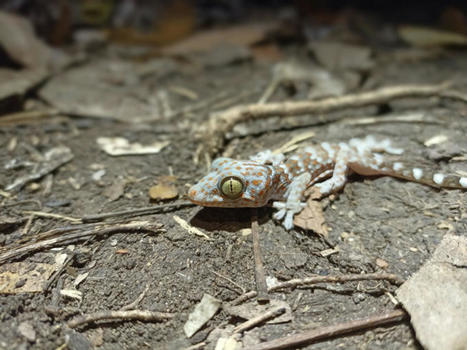 Esp&egrave;ces exotiques envahissantes : l&rsquo;OFB lance un appel &agrave; manifestation d&rsquo;int&eacute;r&ecirc;t de projets de recherche-action | Biodiversit&eacute; | Scoop.it