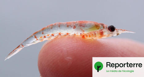 P&ecirc;che au krill&nbsp;: des ONG d&eacute;posent un recours contre la certification &laquo;&nbsp;durable&nbsp;&raquo; | Biodiversit&eacute; - @ZEHUB on Twitter | Scoop.it