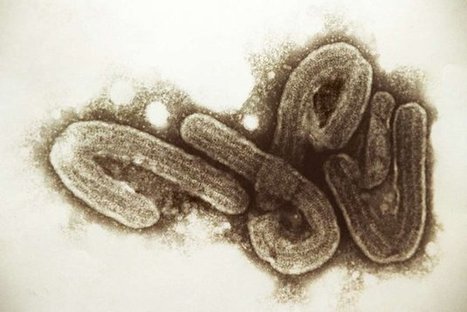 Ebola : la France prend des mesures | Toxique, soyons vigilant ! | Scoop.it