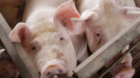F.D.A. Restricts Antibiotics Use for Livestock | REAL World Wellness | Scoop.it
