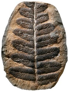 Dans ces gisements exceptionnels, de fabuleux fossiles… | Insect Archive | Scoop.it