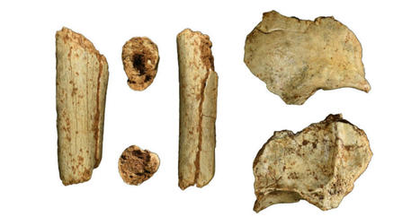 Fossils reveal early modern humans in southeast Asia 77,000 years ago | Natural History Museum | Science News | Scoop.it