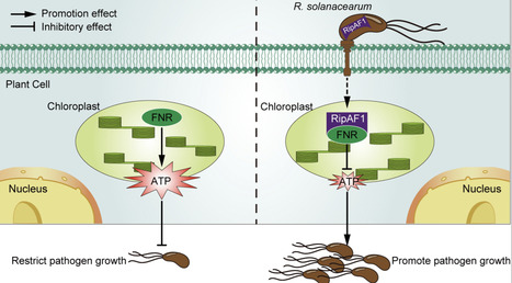A bacterial effector protein targets plant ferredoxin-NADP+ reductase to promote infection | PLOS | RMH | Scoop.it