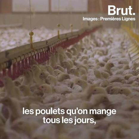 Il faudrait pour nous nourrir en 2050 une demi-#planète #supplémentaire si on conserve le même mode d'#élevage et le même rythme de #consommation de #viande | RSE et Développement Durable | Scoop.it