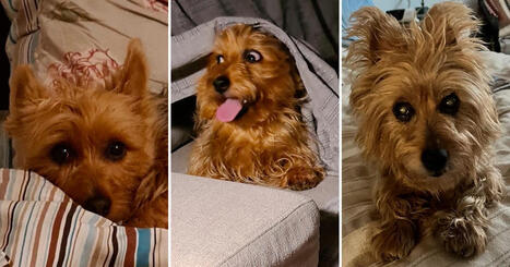 Australianterrieri Selma oli reipas rehveli | El&auml;m&auml;ni el&auml;in | Apu | 1Uutiset - Lukemisen t&auml;hden | Scoop.it