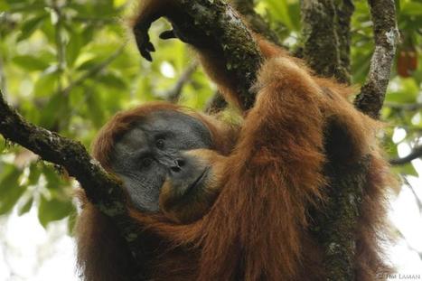 Meet Pongo tapanuliensis - A new Great Ape species is discovered - It's also the Rarest | Coastal Restoration | Scoop.it