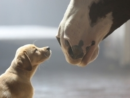 Budweiser Set to Charm the World With Its 'Puppy Love' Super Bowl Ad | consumer psychology | Scoop.it