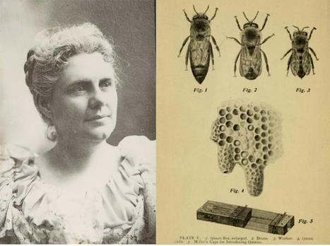 Les femmes dans l'histoire de l'illustration naturaliste | Insect Archive | Scoop.it