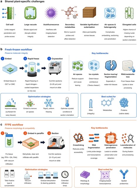 Unlocking the full potential of spatial omics in plants: practical challenges, solutions, and a path forward | tpc | RMH | Scoop.it