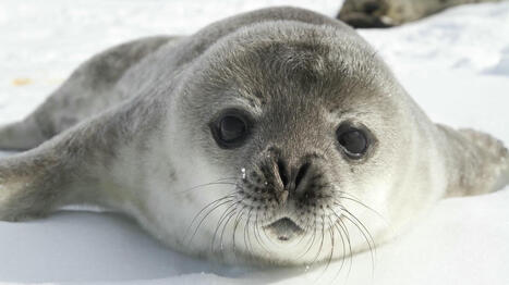 Fonte des glaces : le nombre de phoques et d'otaries sur une île de l'Antarctique réduit de moitié depuis près de cinquante ans | Biodiversité : les chiffres-clés | Scoop.it