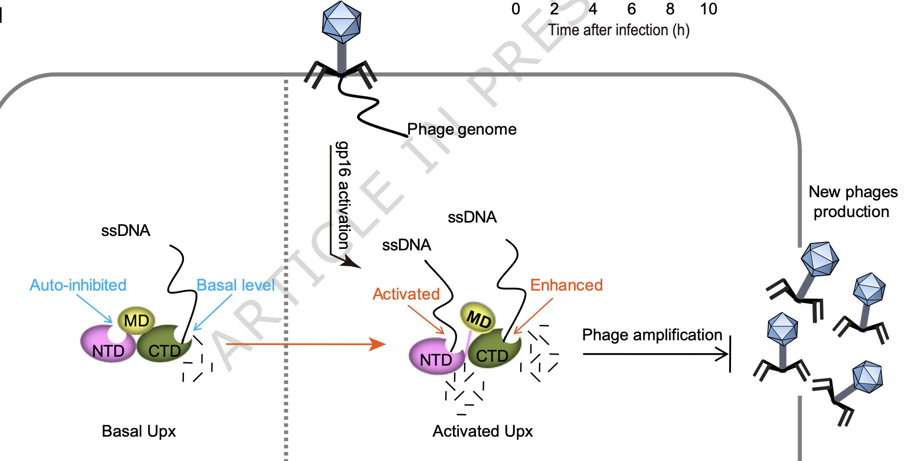 Structural and mechanistic insights into the du...