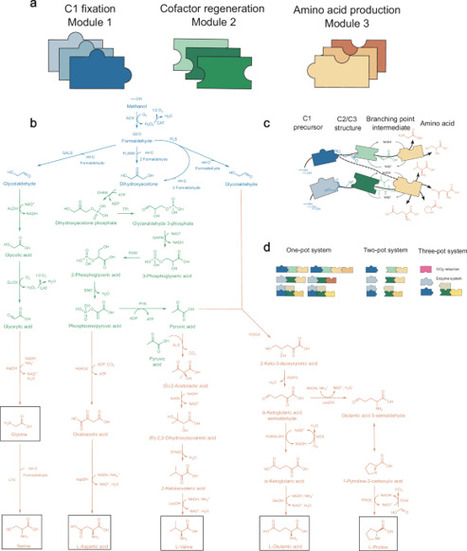 Plug-and-play &ndash; enzymatic amino acid production from methanol and carbon dioxide | Ncm | RMH | Scoop.it