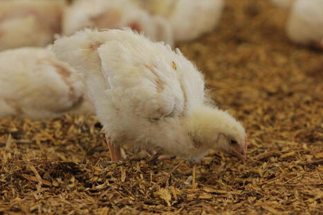 Le Gouessant : « À l’installation, nous sécurisons la marge poussin-aliment » | SCIENCES DE L' ANIMAL | Scoop.it