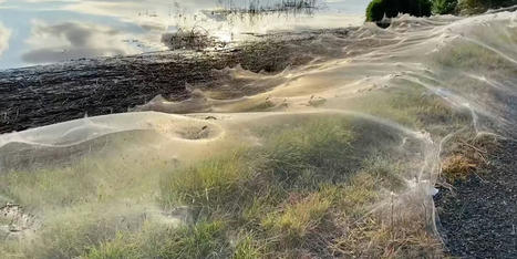 Après des inondations, le paysage australien recouvert de toiles d'araignées - La Libre | EntomoNews | Scoop.it