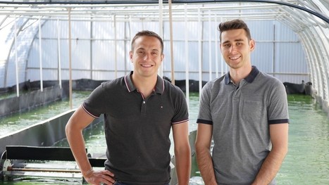 [INP-ENSEEIHT] Toulouse. Ils lancent un complément alimentaire à base de spiruline, une algue aux multiples vertus | Actu Toulouse | InMédias | Scoop.it