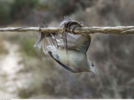 A Chypre, le braconnage des passereaux est devenu industriel | Les oiseaux au gré du vent | Scoop.it
